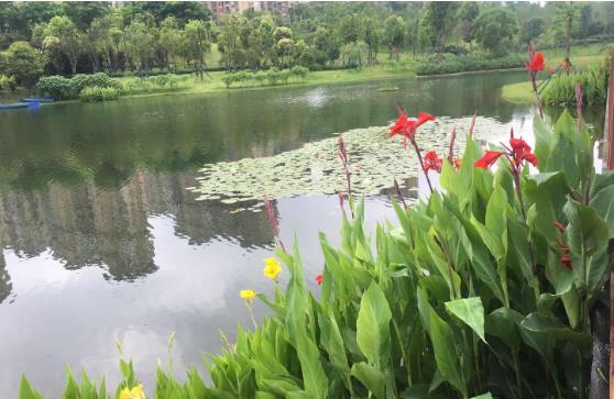 黑臭水體怎么處理?農村黑臭水體治理方案 黑臭水體怎么處理?農村黑臭水體治理方案